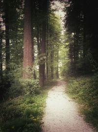 Footpath amidst trees in forest