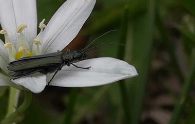 Close-up of insect on white flower