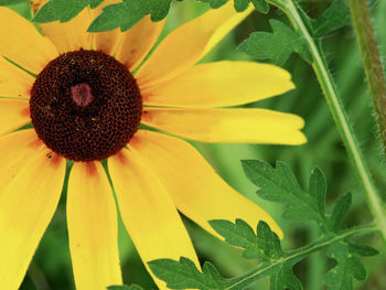 Close-up of sunflower on plant
