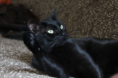 Close-up portrait of black cat sitting