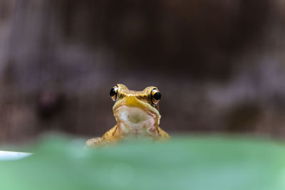 Close-up of frog