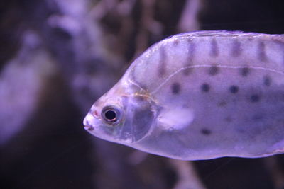 Close-up of fish swimming in sea