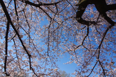 Low angle view of cherry blossom tree against blue sky