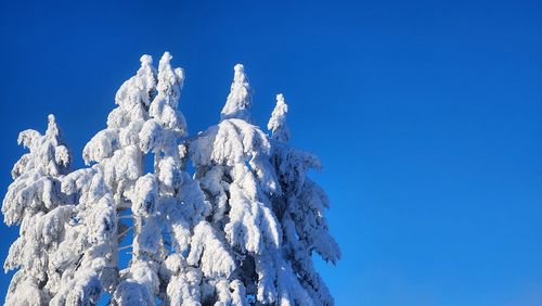 snowcapped pine