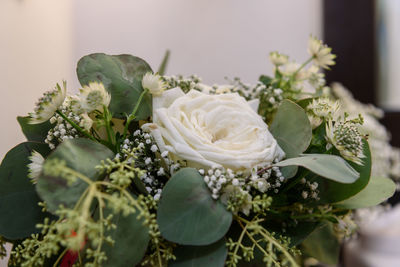 Close-up of white rose plant