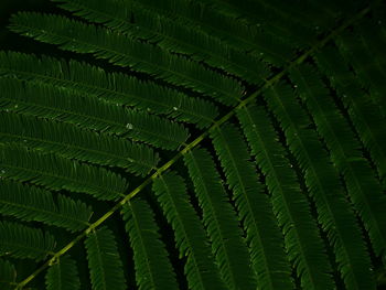 Full frame shot of fern leaf