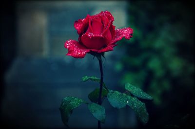 Wet red rose blooming outdoors