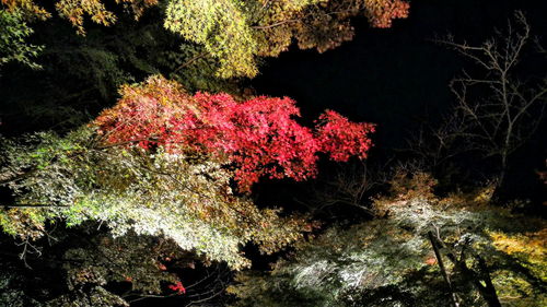 Red flowers growing on tree