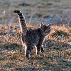 Cat walking on grass