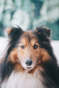 Close-up portrait of dog