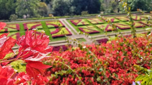 Close-up of red flowering plant in park