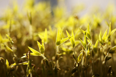 Close-up of crops growing on field