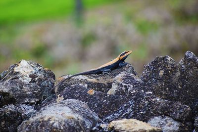 Close-up of lizard perching on rock