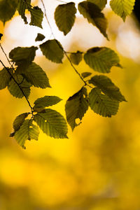 Leaves on tree