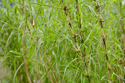 Full frame shot of bamboo plants on field