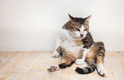 Cat sitting on wall at home