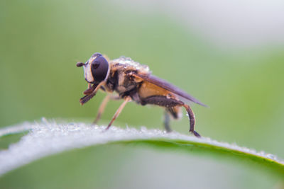 Close-up of fly on leaf