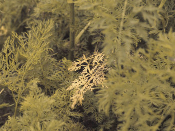 Full frame shot of flowering plants on field