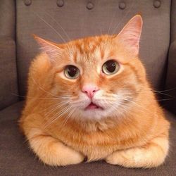 Close-up portrait of cat