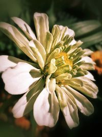 Close-up of white flowering plant