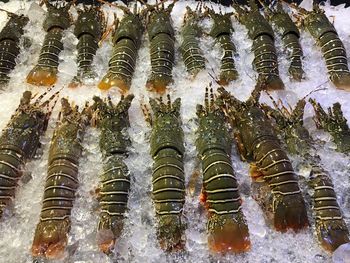 High angle view of fish for sale in market