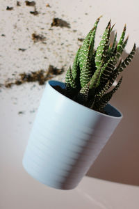 Close-up of potted plant