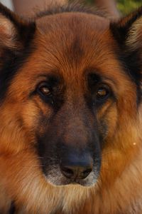 Close-up portrait of dog