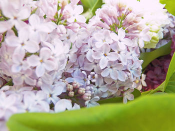 Close-up of fresh white flowering plant