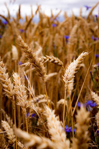 Field of golden wheat and cornflowers