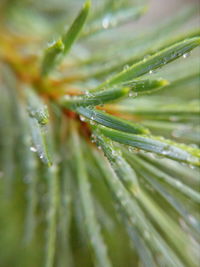 Close-up of water drops on plant