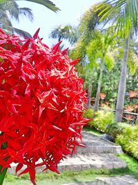 Close-up of red rose flower on tree