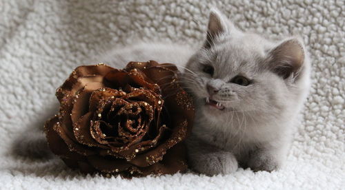 Close-up of british shorthair kitten with artificial brown rose during christmas