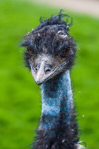 Close-up portrait of ostrich