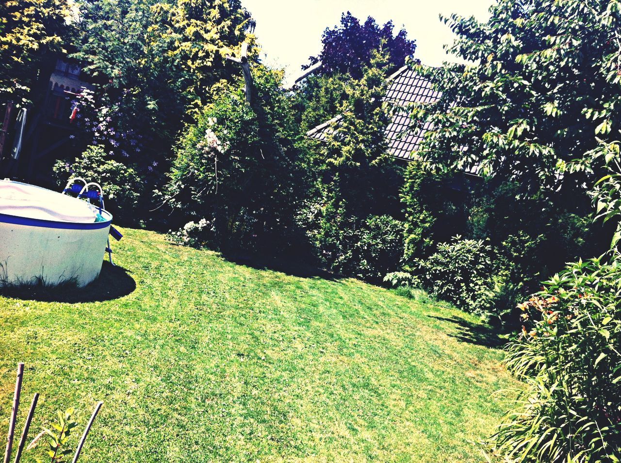 growth, green color, tree, plant, beauty in nature, nature, tranquility, grass, tranquil scene, flower, sunlight, park - man made space, day, outdoors, field, scenics, freshness, green, shadow, growing