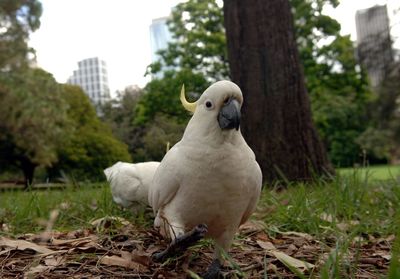 Portrait of a bird on field