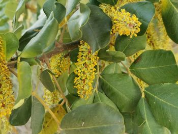 Close-up of yellow flowering plant