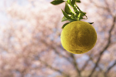 Close-up of lemon