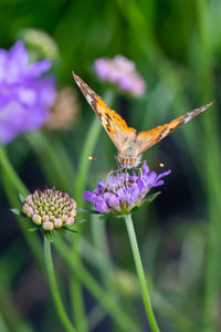 Close-up of butterfly pollinating on purple flower