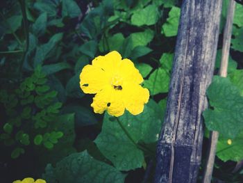 Close-up of yellow flower blooming outdoors