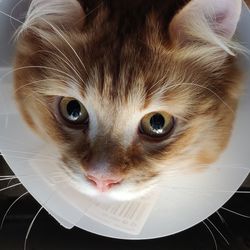 Close-up portrait of cat at home