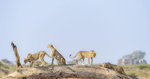 Cheetah male walking and looking for prey