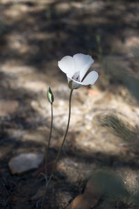 Close-up of white flower blooming outdoors