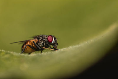 Close-up of housefly