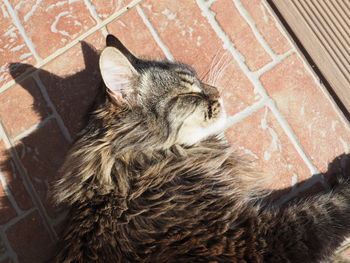 High angle view of cat relaxing outdoors