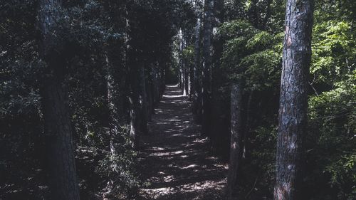 Trees in forest