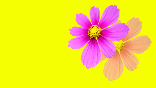 Close-up of pink flower against yellow background