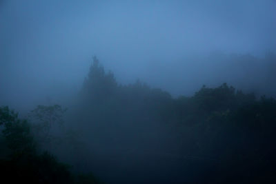 Silhouette trees in forest against sky