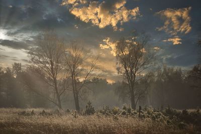 Trees on field against sky at sunset