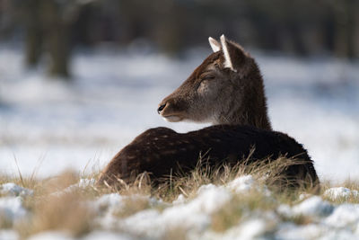 Deer relaxing on land during winter