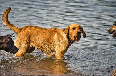 High angle view of golden retriever in lake